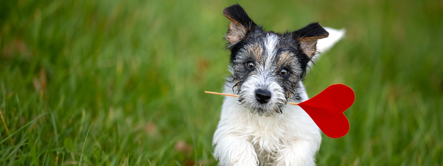 Terrier carries heart ornament in his mouth running outside